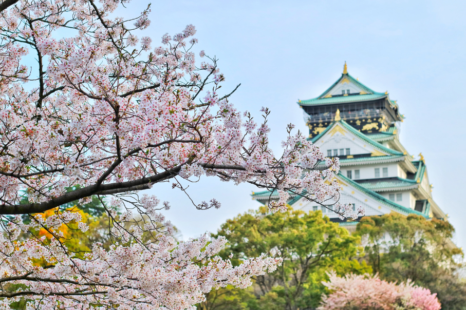 Japan cherry blossom temple