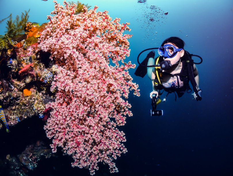 Top Destinations - Coral Reef Deep Sea Diving Australia