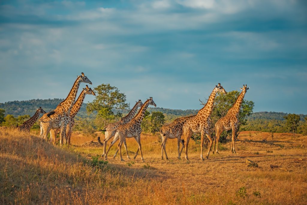Best Long-Haul Destinations - South Africa